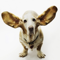 big ears